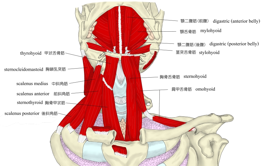 舌骨のあたりの筋肉
