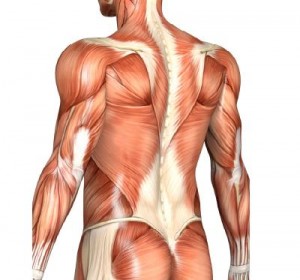 targeted-muscle-building-muscle-fibers